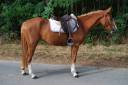 Cavalla PFS Pony Francese da Sella In vendita 2022 Crine lavato ,  Karacho Buiss