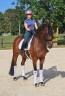 Cavalla KWPN Cavallo da Sport Neerlandese In vendita 2016 Baio ,  EYE CATCHER