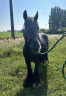 Cavalla Altre Razze di Pony In vendita 2020 Nero