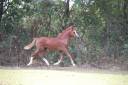Puledra Welsh Poney (Sezione A) In vendita 2025 Sauro ,  LUCKY CHARM CHERY
