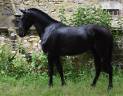 Cavalla PRE Andaluso In vendita 2020 Nero