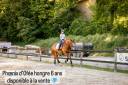 Castrone Lusitano In vendita 2019 Sauro ,  EROS 