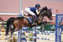 Cavalla Pony da Sella Germano, Deutsches Reitpony Noleggio 2015 Baio scuro