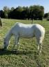 Cavalla Welsh Part Bred In vendita 2008 Bianco