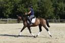Castrone Cavallo da Sport Swizzero In vendita 2021 Baio ,  MORRICONE