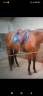 Sella da dressage WOW  18" - 2021