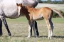 Puledro PFS Pony Francese da Sella In vendita 2025 Isabella ,  King Kong star d'été