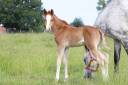 Puledro PFS Pony Francese da Sella In vendita 2025 Isabella ,  King Kong star d'été