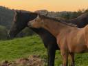 Puledro Welsh Part Bred In vendita 2025 Isabella ,  Ubiwan des colines