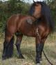 Vif de Muralis - Dartmoor 2009