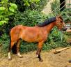 Castrone New Forest In vendita 2020 Baio