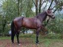 Castrone sBs Cavallo da Sport Belgio In vendita 2021 Baio ,  Grandorado TN