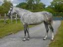 Cavalla Zangersheide In vendita 2019 Grigio ,  Continuum