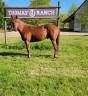 Castrone Quarter Horse In vendita 2021 Sauro ,  AR ROCK STAR (5711564)