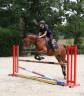 Castrone PFS Pony Francese da Sella In vendita 2010 Baio scuro ,  MAD DU BOSC