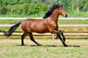 Cavalla PRE Andaluso In vendita 2020 Baio ,  Ermitano Ch