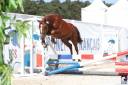 Intero PFS Pony Francese da Sella In vendita 2023 Sauro brulé