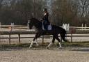 Castrone sBs Cavallo da Sport Belgio In vendita 2015 Nero