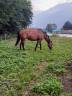 Paint horse 13 anni
