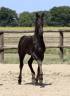 Puledra Frisone In vendita 2025 Nero ,  Kees 531  Stb Sport AAA