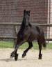 Puledra Frisone In vendita 2025 Nero ,  Kees 531  Stb Sport AAA