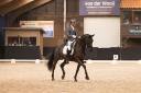 Cavalla KWPN Cavallo da Sport Neerlandese In vendita 2014 Altro colore ,  Eastwood s
