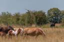 RANCH LM 