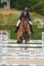 Castrone AES Anglo European Studbook In vendita 2017 Baio ,  Ivory de Roulard