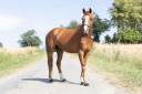 Castrone Welsh Poney (Sezione B) In vendita 2020 Sauro