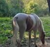 Puledro Palomino (Race) In vendita 2024 Pezzato