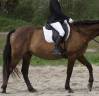 Sella da dressage Darroze  16.5" - 2023