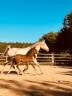 Stallone PFS Pony Francese da Sella In vendita 2025 Isabella ,  L'ancelot du ménage