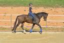 Castrone KWPN Cavallo da Sport Neerlandese In vendita 2018 Baio ,  FLYNN