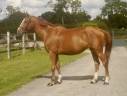 Cavalla sBs Cavallo da Sport Belgio Noleggio 2018 Sauro ,  DIAMANT DE SEMILLY
