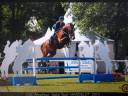 Vendita cavallo castrone