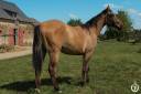 Castrone Paint Horse In vendita 2023 Dun ,  PWS SAWNY STAR (Q5978152)