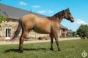 Castrone Quarter Horse In vendita 2023 Dun ,  PWS SAWNY STAR