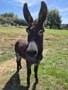 Asno Altre Razze di Asini In vendita 2023 Nero