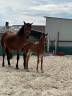 Puledro PFS Pony Francese da Sella In vendita 2025 Baio ,  Kracker Le Courtal