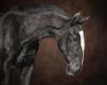 Puledro Lusitano In vendita 2024 Nero ,  Ouro JCL