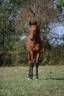 Puledra Lusitano In vendita 2025 Baio ,  Pablo du chalet