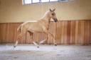 Puledro Lusitano In vendita 2023 Palomino ,  Ouro JCL