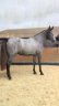 Cavalla PRE Andaluso In vendita 2022 Grigio ,  NOBLE DE TRUJILLO