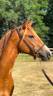 Cavalla PFS Pony Francese da Sella In vendita 2022 Sauro ,  Follow me fast