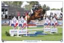 Castrone Sella Francese In vendita 2019 Baio ,  Javollo