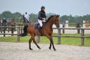 Castrone sBs Cavallo da Sport Belgio In vendita 2021 Baio