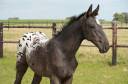 Stallone sBs Cavallo da Sport Belgio In vendita 2025 Appaloosa ,  J-Nius V.V. Z