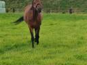 Cavalla Cavallo da Sport Germano In vendita 2010 Baio