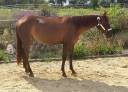 Cavalla Quarter Horse In vendita 2023 Sauro brulé ,  Lil Joe Cash
