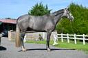 Castrone BWP Cavallo da Sangue Belgio In vendita 2022 Grigio ,  CORNADO II
